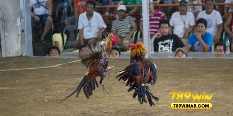 Một số điểm quan trọng cần chú ý khi đặt cược đá gà cựa sắt tại 789win